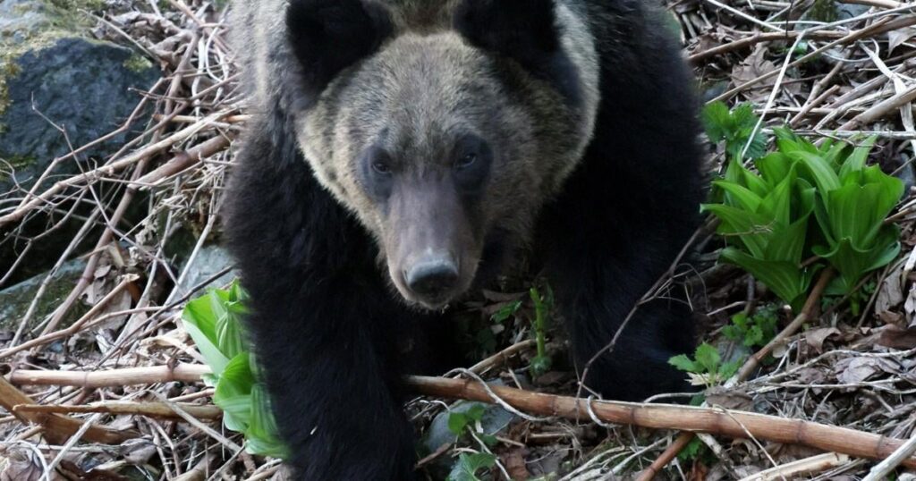 Geschätzte Braunbärenbevölkerung in Hokkaido mit 11.600, 1. Rückgang seit 1991