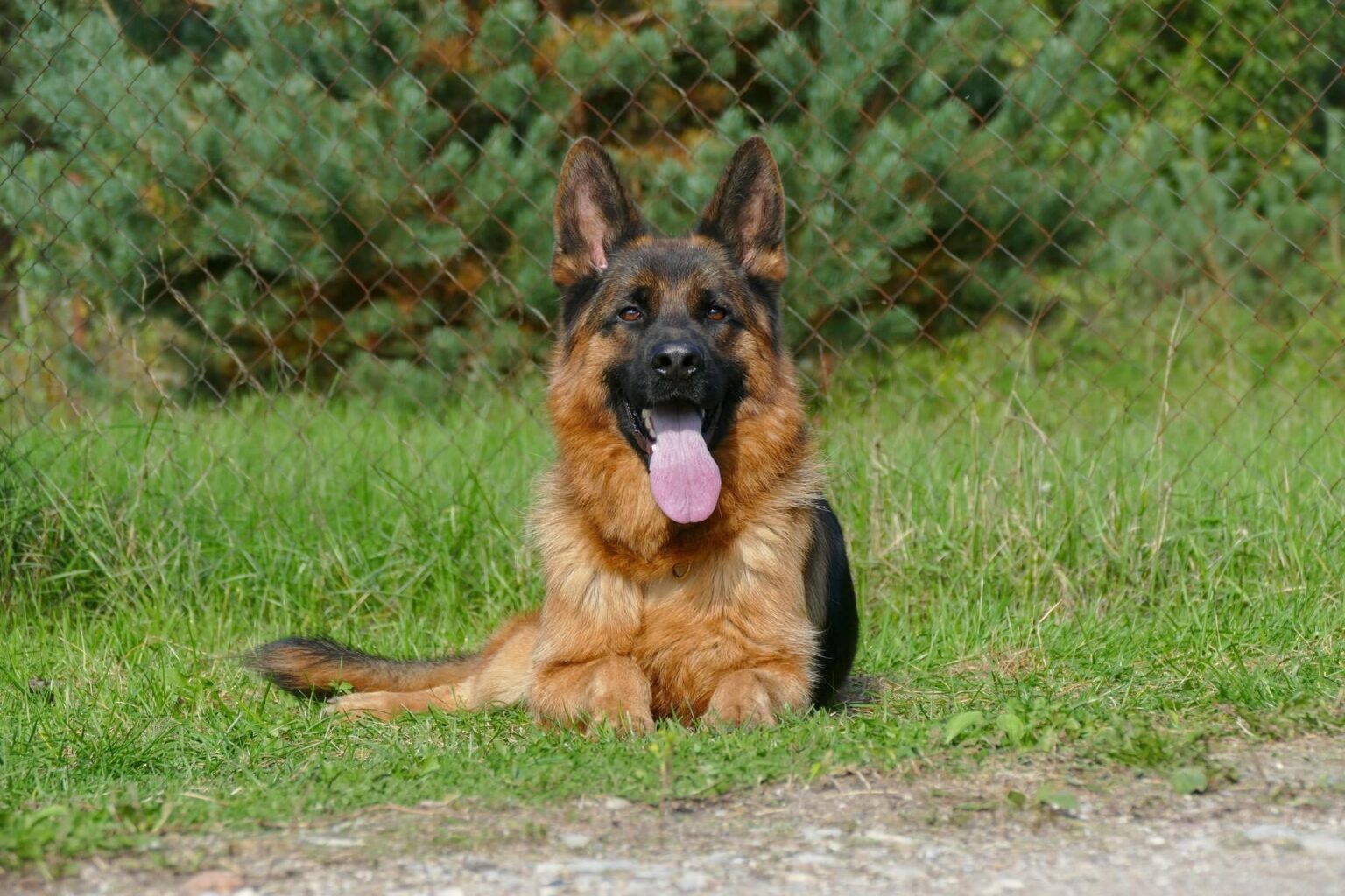 Zwei Touristen aus den Niederlanden wurden von einem Hund aus einem Schäferfalten auf einer Wanderung nach Apuseni gebissen. Wurden ins Krankenhaus gebracht Zwei Touristen aus den Niederlanden wurden von einem Hund aus einem Schäferfalten auf einer Wanderung nach Apuseni gebissen. Wurden ins Krankenhaus gebracht