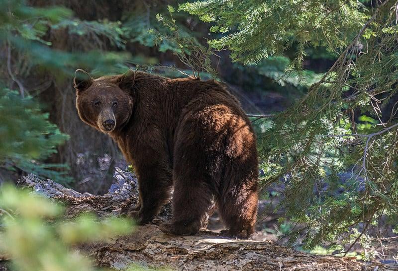 Bären mit verbotenen Insektiziden in der EU 17 Jahre lang getötet: "In Abwesenheit des Staates lösen die Menschen ihre Probleme allein" / einer der Substanzen, Diazinol, ist die Ursache, für die Kinder sterben, nachdem sie gegen die Läuse gewaschen wurden