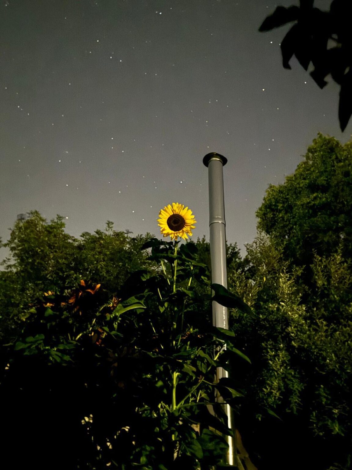Sonnenblume (Nachts)