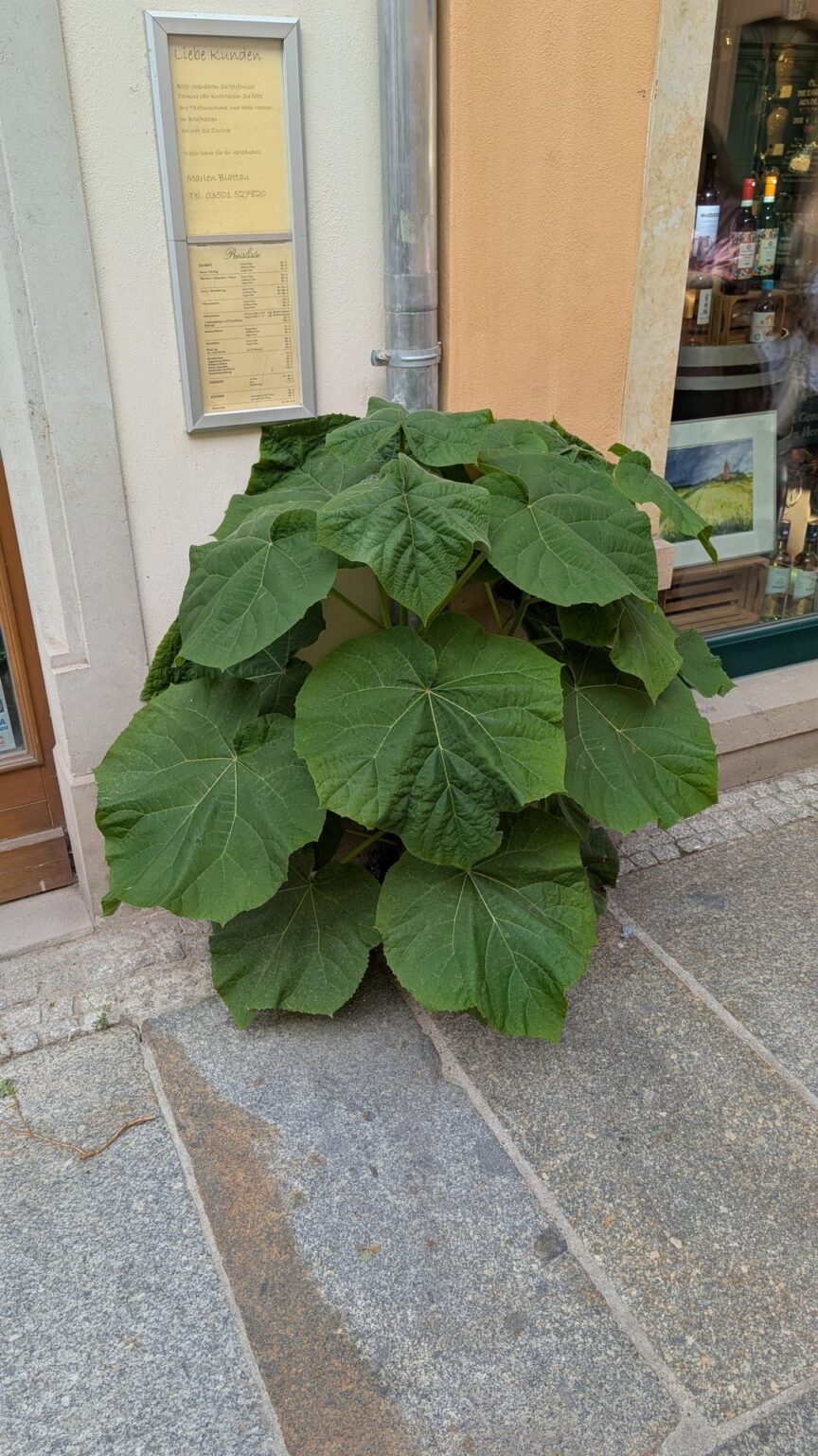 Erstaunliches Fugenwachstum - Pirna Edition