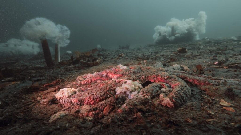 Das Geheimnis des Schmelzens von Meeresstern kann endlich gelöst werden: Ein Bakterium namens Vibrio pecenicida verursacht die marinen Massenabsterben