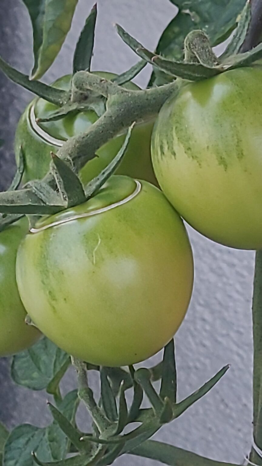 Warum werden sie nicht rot und was ist das für ein Kreis oben drauf?