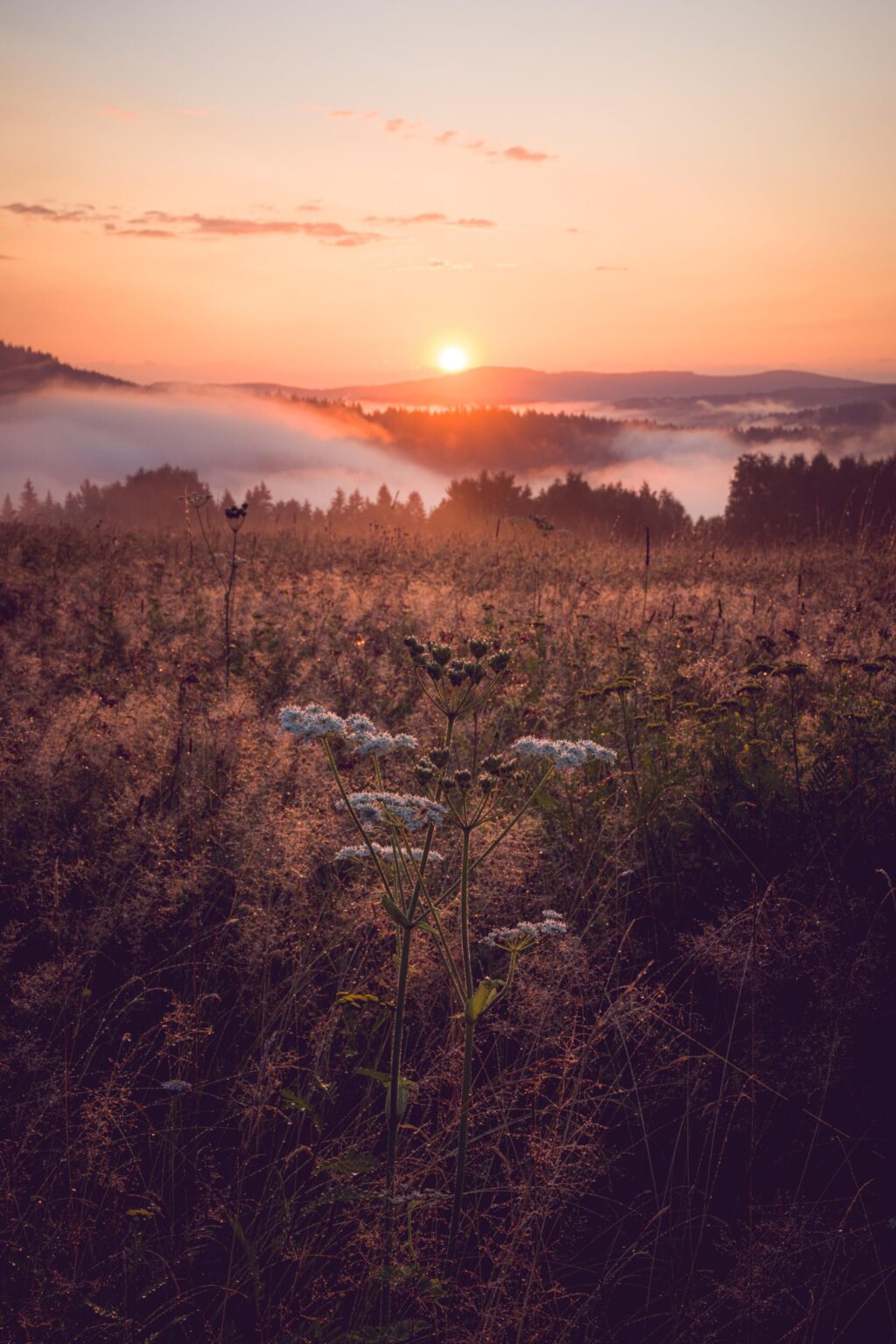 Sonnenaufgang (Šumava National Park, Tschechische Republik)