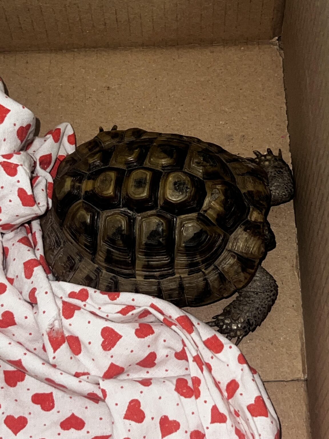 Die Schildkröte fand Die Schildkröte fand