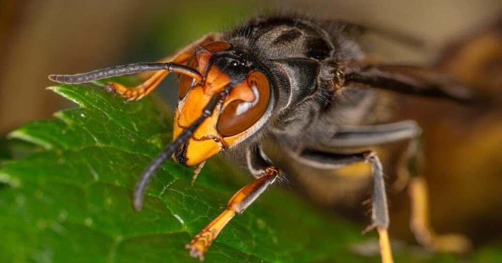 Wie man eine asiatische Hornisse erkennt - und was zu tun ist, wenn Sie eine sehen - die irischen Zeiten