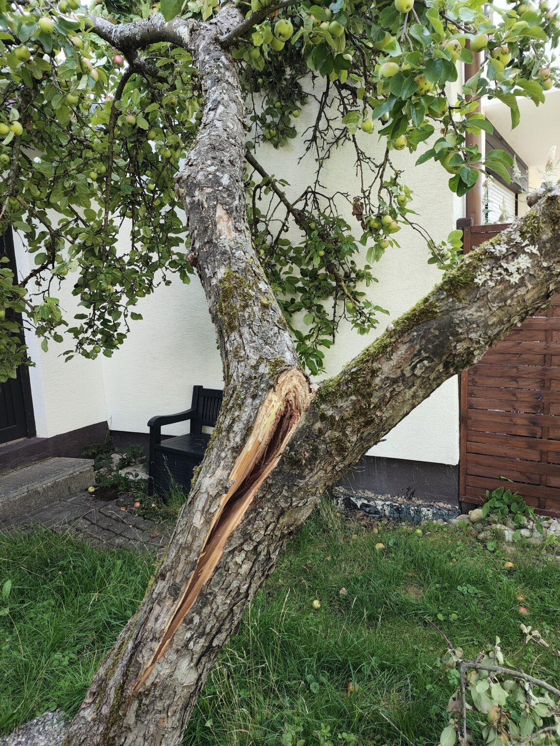 Hilfe! Unser Apfelbau spaltet sich