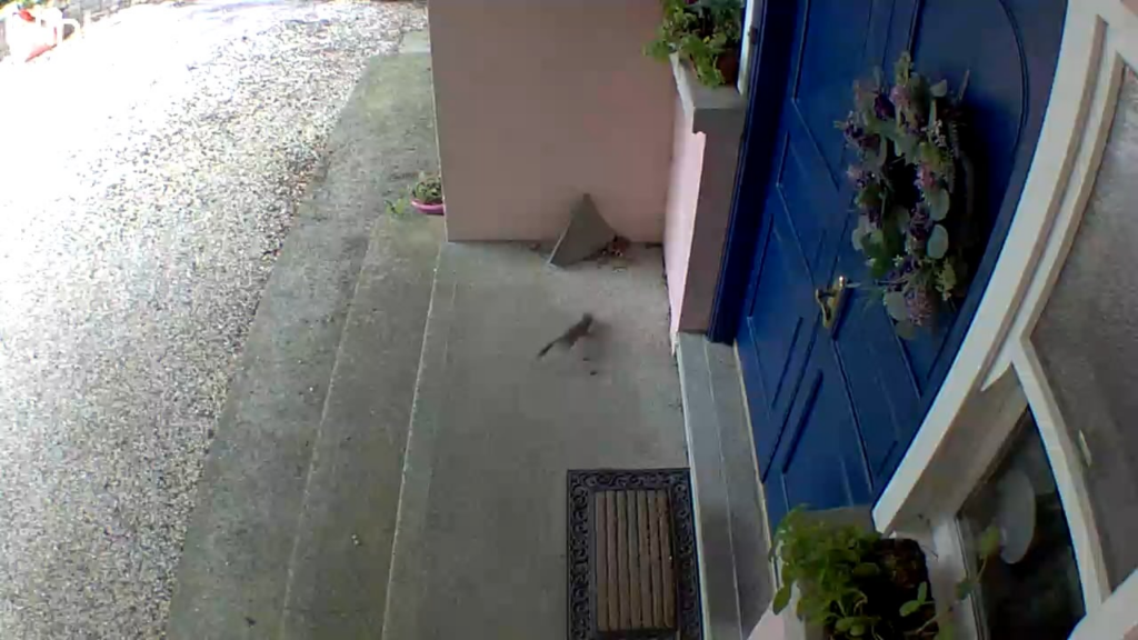 Ein seltener Anblick - Stoat fing an meiner Haustürkamera gefangen