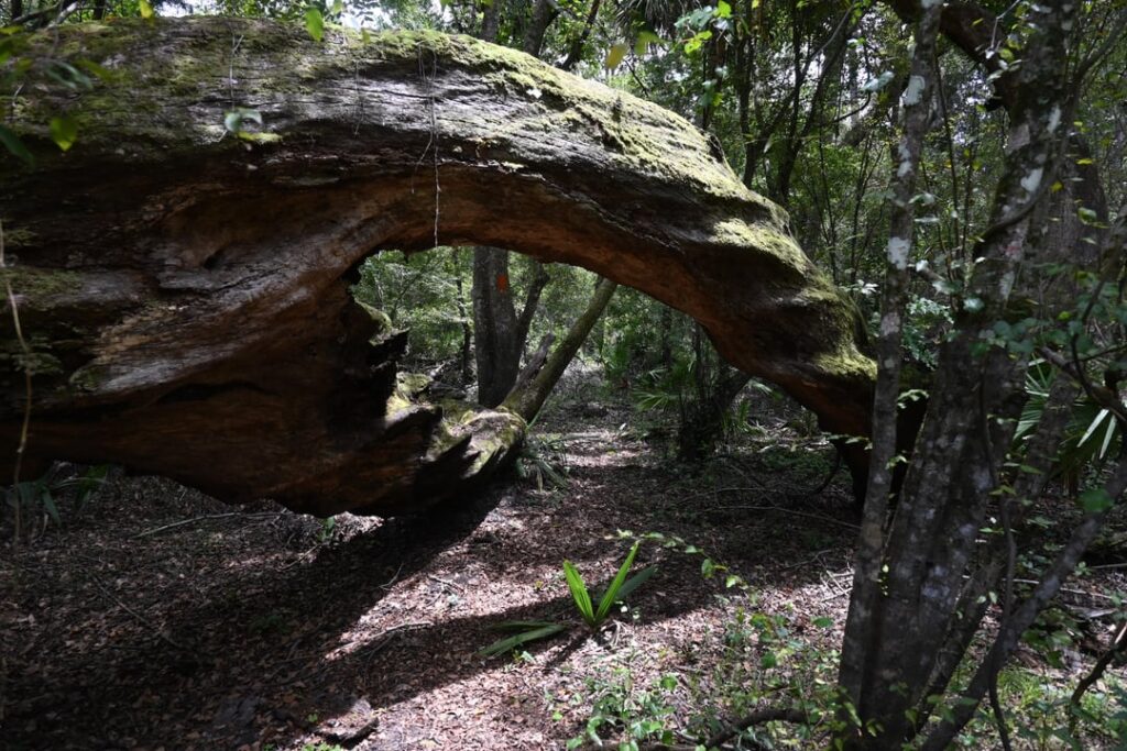 Eine Wanderung in Richloam, Florida