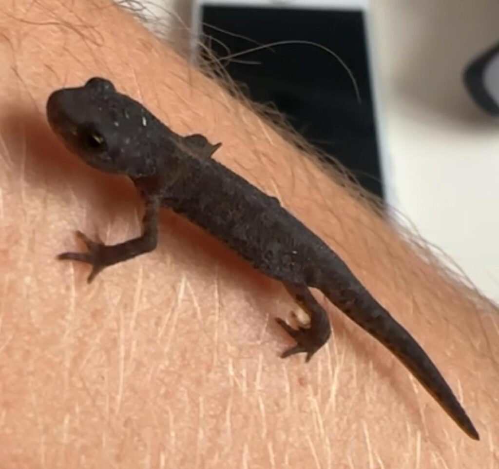 Salamander 🦎