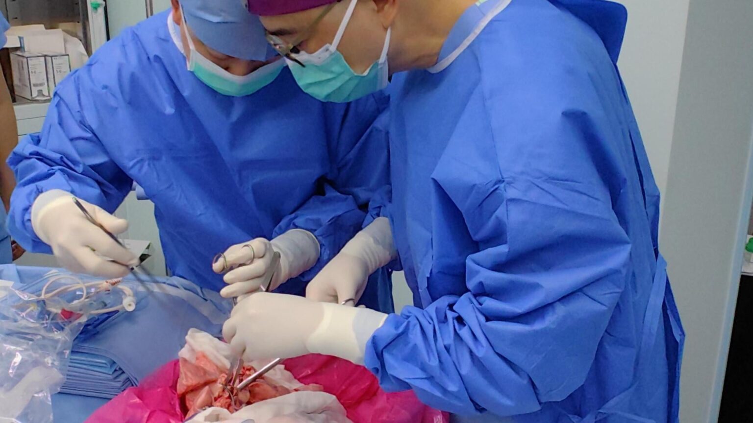 Schweinlungenlungen, die im weltweiten Experiment 9 Tage lang in eine hirntote Person transplantiert sind