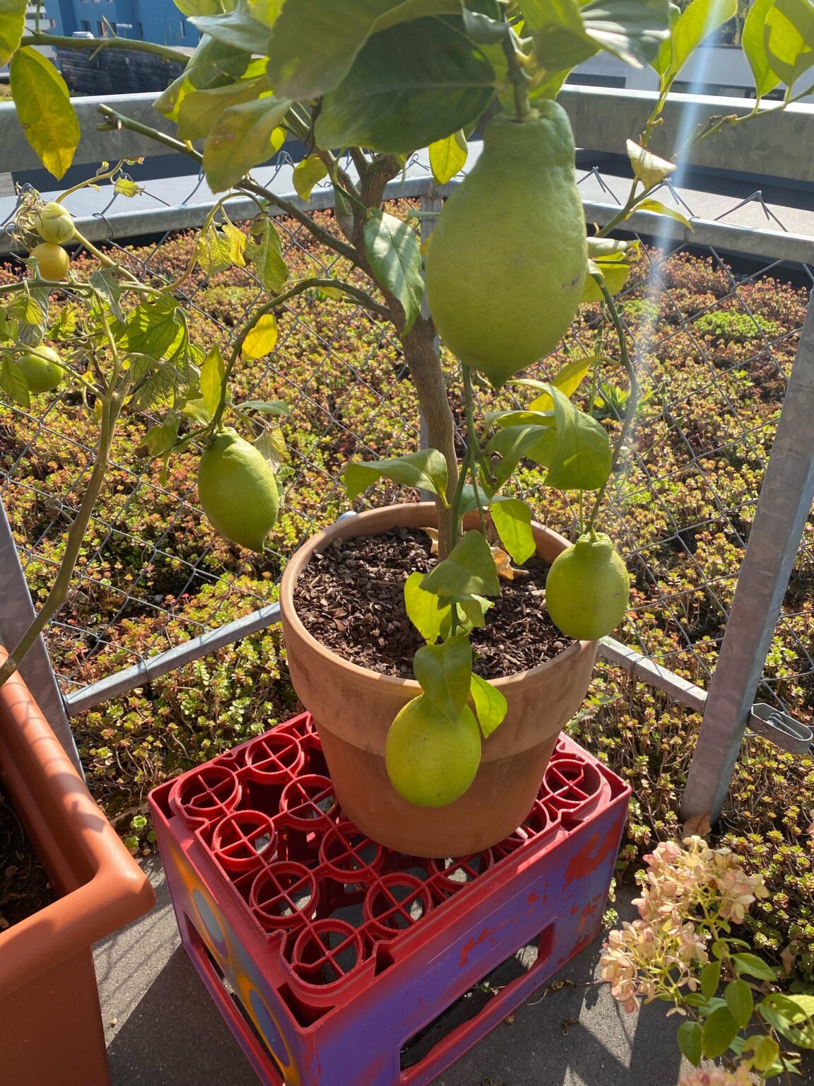 Wann Zitronen ernten?