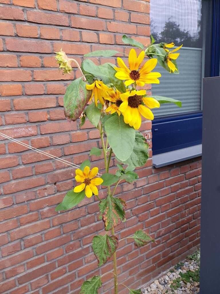 Sonnenblume mit unterschiedlichen Köpfen