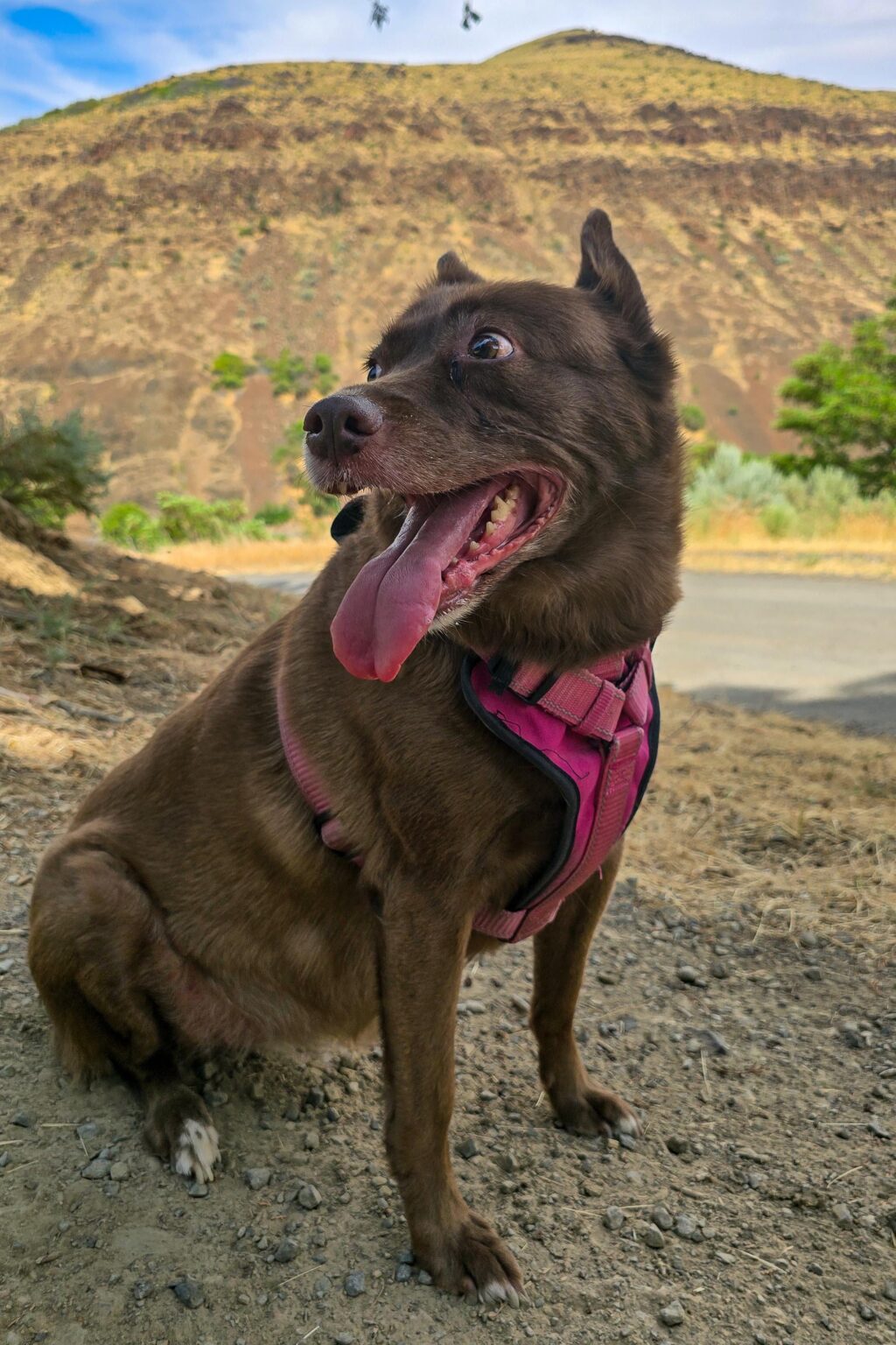 Hey du alle! Wir haben diesen Geschirr an Threads benutzt und missbraucht. Diejenigen, die ihre Fuzzies oft wandern, irgendwelche guten Gurtvorschläge, die bei intensiveren Wanderungen nicht unter ihre Gelenke reiben? (Auch Hundesteuer) Hey du alle! Wir haben diesen Geschirr an Threads benutzt und missbraucht. Diejenigen, die ihre Fuzzies oft wandern, irgendwelche guten Gurtvorschläge, die bei intensiveren Wanderungen nicht unter ihre Gelenke reiben? (Auch Hundesteuer)