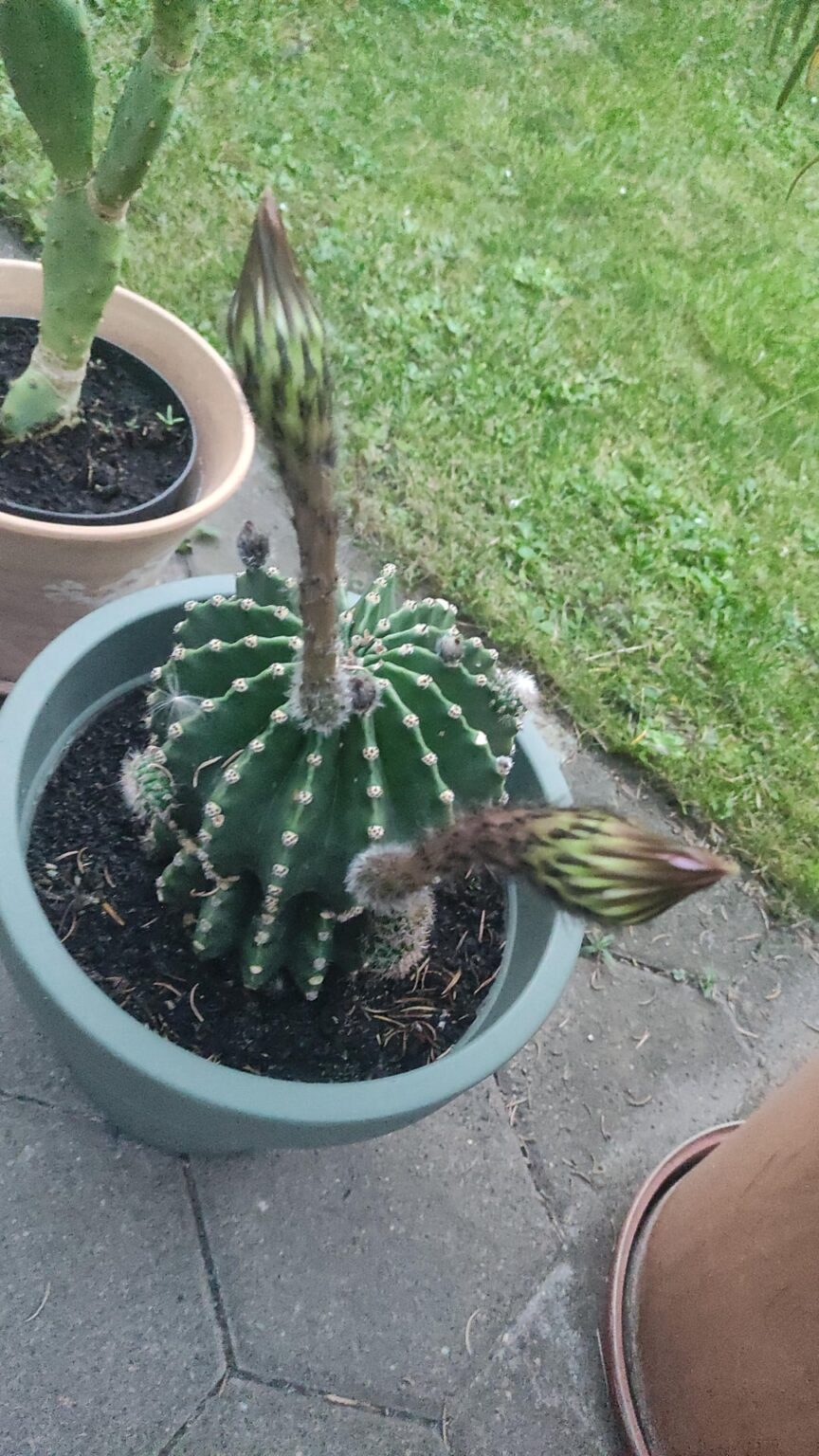 Kaktus Blüten!!