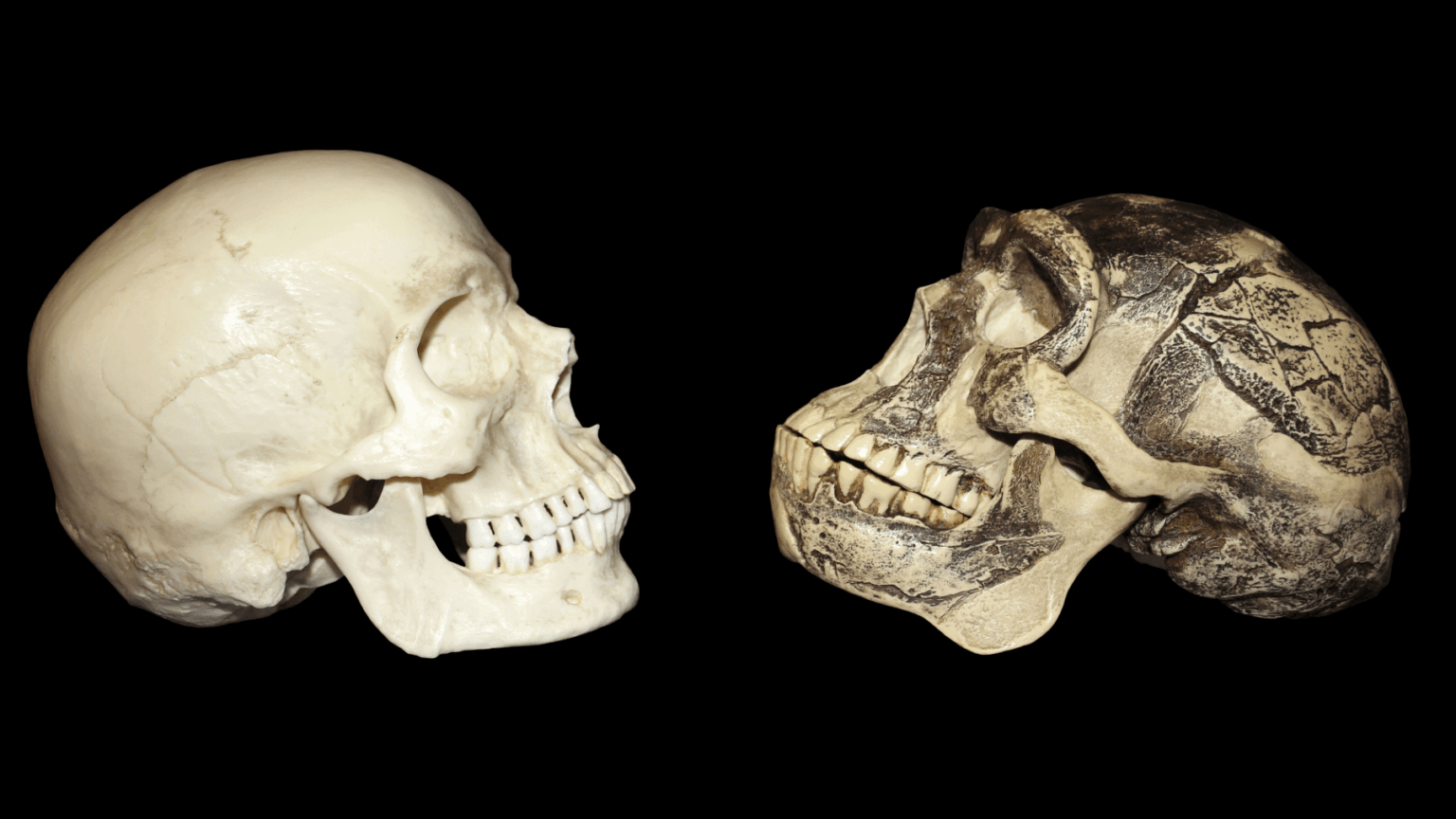 „Es macht keinen Sinn zu sagen, dass es nur einen Ursprung von Homo Sapiens gab“: Wie die evolutionäre Aufzeichnung Asiens das, was wir über unsere Spezies wissen, kompliziert. Während Experten die menschliche Fossilienprotokoll in Asien studieren, sehen viele sie als eine andere Geschichte als in Europa und in Afrika. "Es macht keinen Sinn zu sagen, dass es nur einen Ursprung von Homo Sapiens gab": Wie die evolutionäre Aufzeichnung Asiens das, was wir über unsere Spezies wissen, kompliziert. Während Experten die menschliche Fossilienprotokoll in Asien studieren, sehen viele sie als eine andere Geschichte als in Europa und in Afrika.