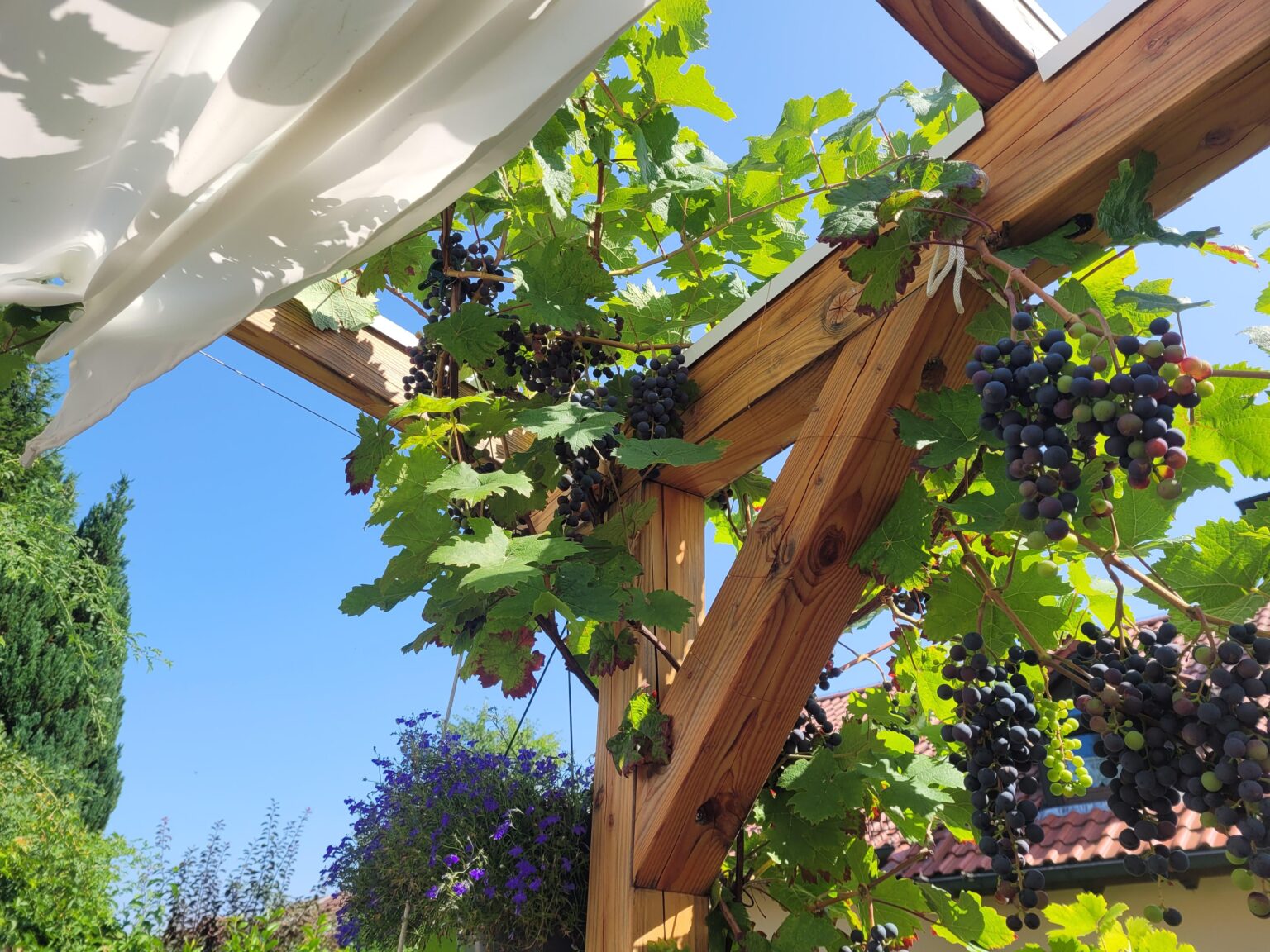 So langsam wird’s mit den Weintrauben an der Pergola :) So langsam wird's mit den Weintrauben an der Pergola :)