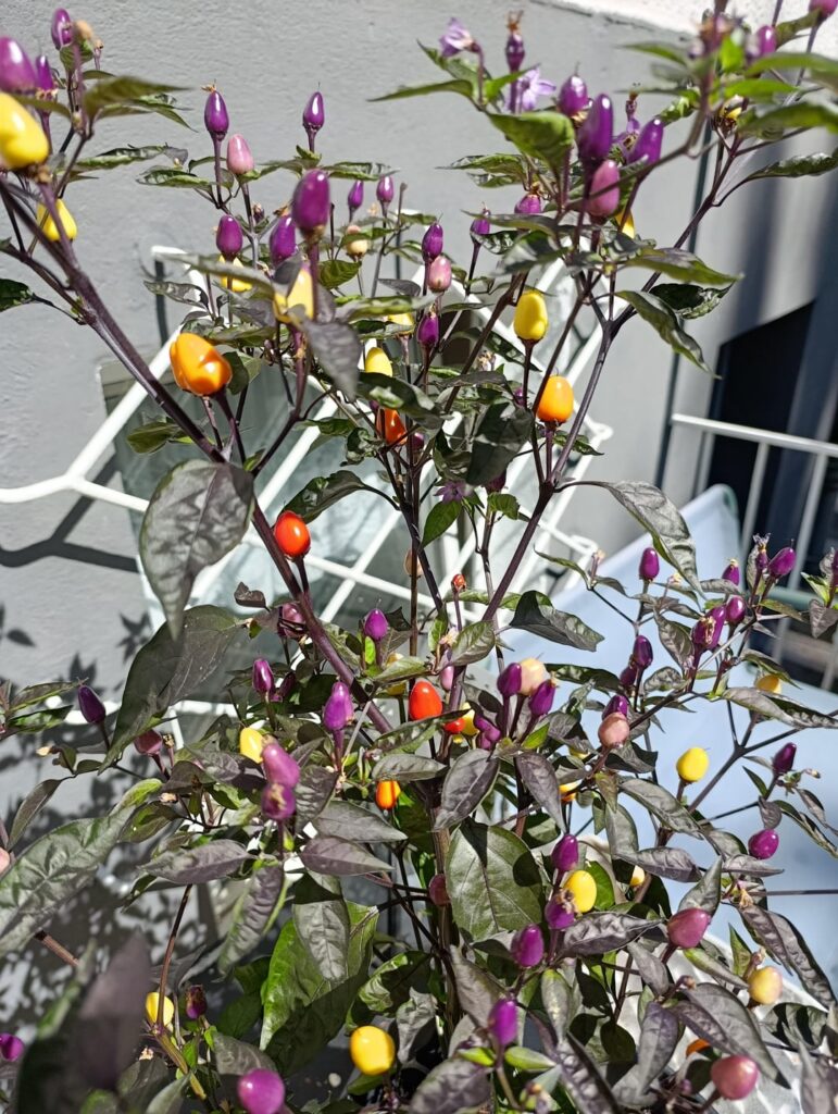 Bunte Pracht zum Essen- Chilli Lila Lutzi