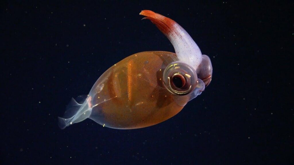 Seltsame Tiefseetiere, die im Unterwasser argentinischen Canyon entdeckt wurden