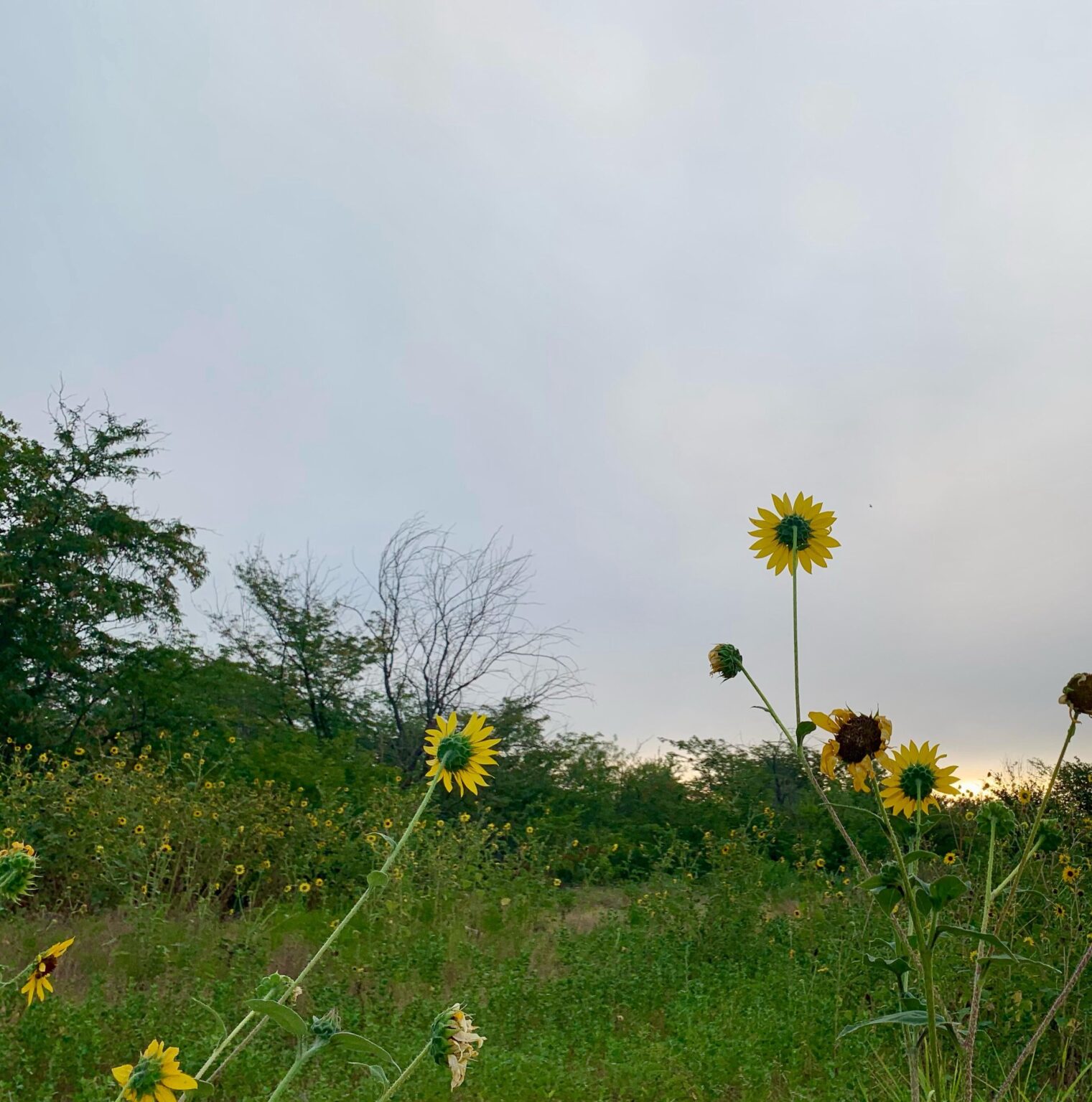 Baby Sonnenblumen auf der Suche nach Mutter