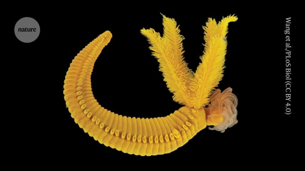 Dieser Wurm mit Tiefsee erzeugt ein giftiges gelbes Pigment in Rembrandt- und Cézanne-Gemälden