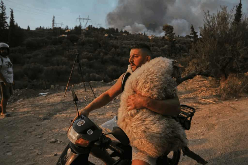 Albanischer Mann mit einem Schaf auf seinem Motorrad während eines Lauffeuers in Patras, Griechenland.