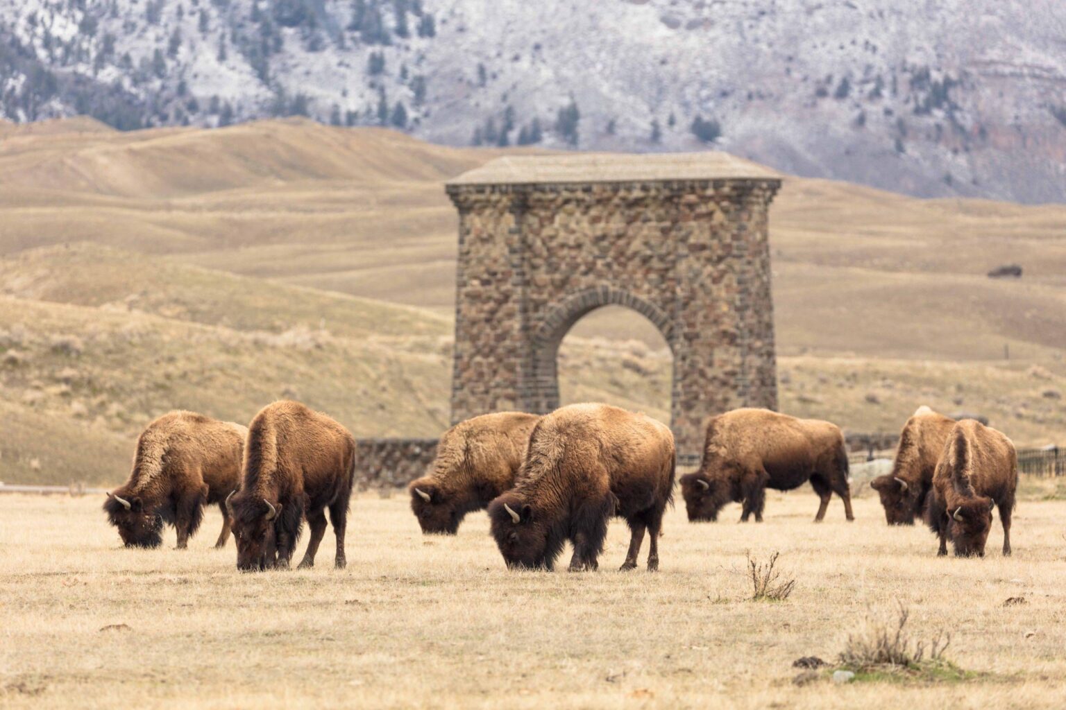 Bison -Ausrottung strippte westliche Grasland von Nährstoffen, wie Yellowstone -Forschung zeigt