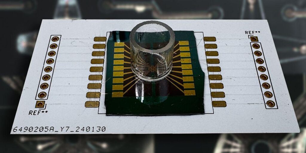 "Organoid Intelligence" verschmilzt lebende Neuronen mit Hardware