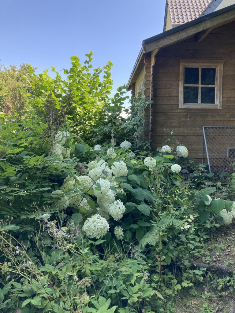 Hortensie ersetzen