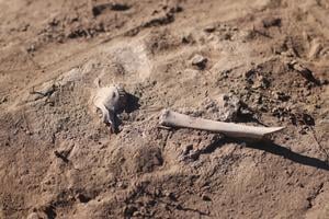 Das Vieh spielte eine Rolle bei prähistorischen Pestinfektionen