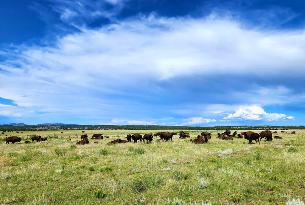 New Mexican Bison