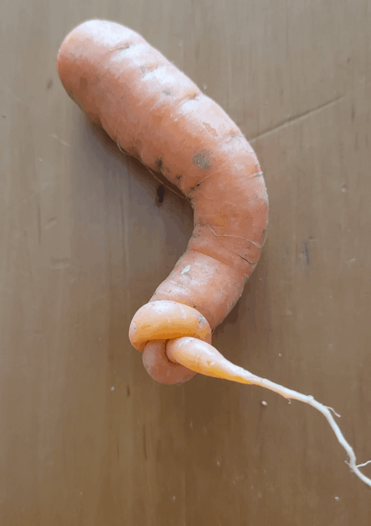 Habt ihr schon mal eine Karotte mit einem Knoten gesehen?
