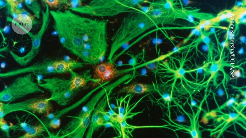 Hirnbearbeitung jetzt 'näher an Realität': Die Gene-verändernden Werkzeuge, die tödliche Störungen bewältigen