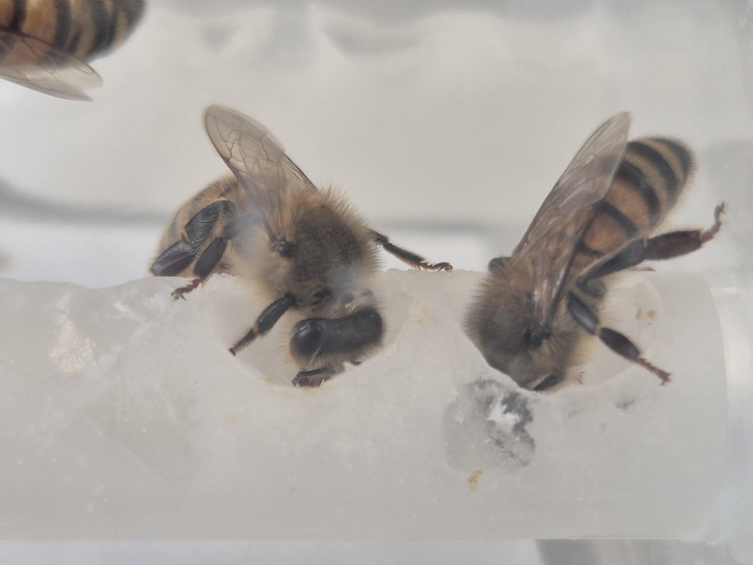 Sparen von Bienen mit Superfoods: Engineered Supplement Boosts Colony Reproduktion