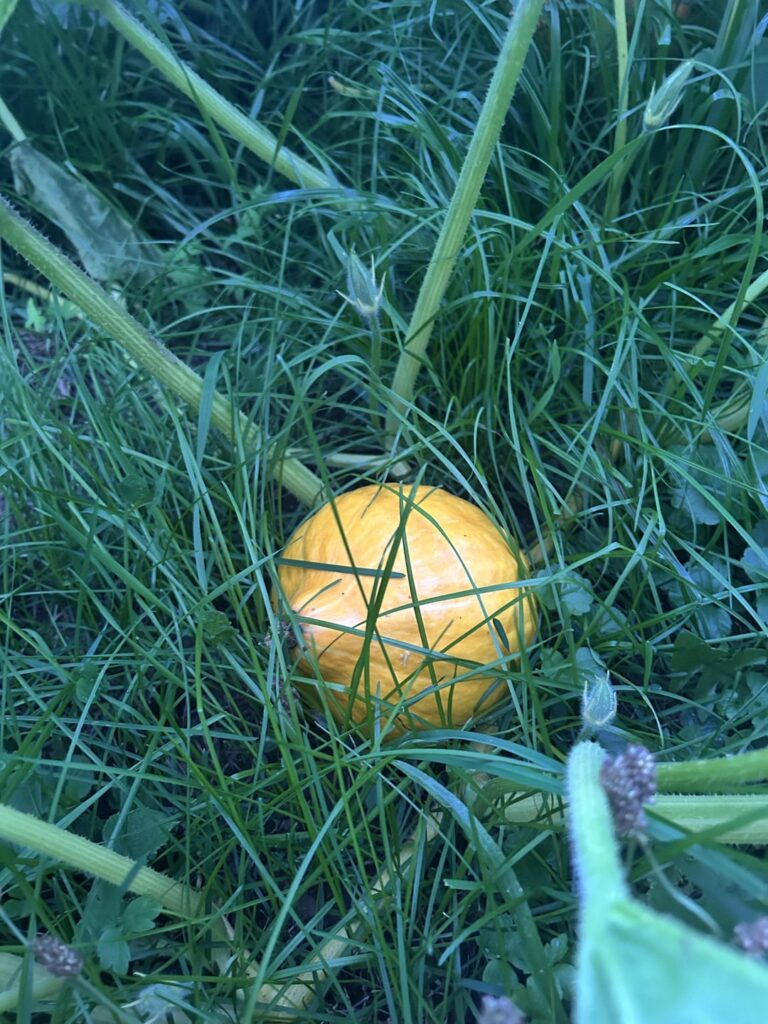 Kürbis wild aufgegangen, essbar?