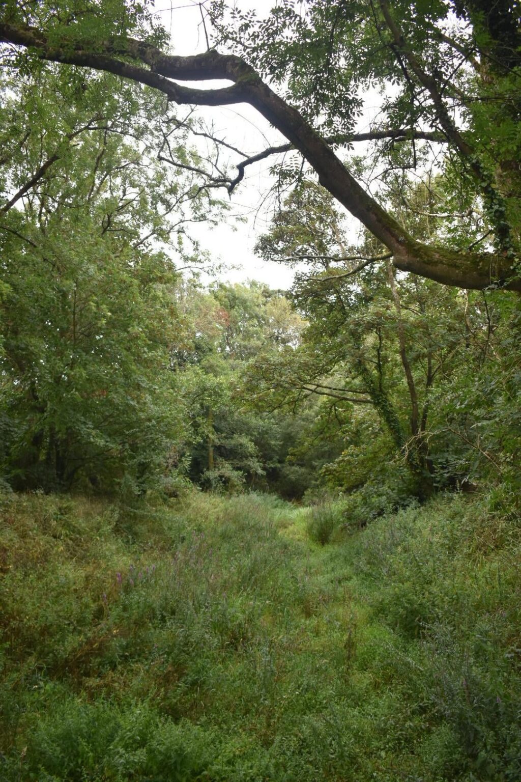 Ballincollig Regional Park