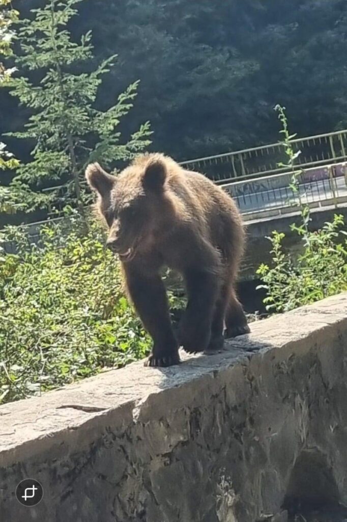 Ein Motorradfahrer, ein ausländischer Staatsbürger, wurde von einem Bären auf transfăgărăşan im Bereich des Tal Stan / Opfers in der Säule wegen des überfüllten Verkehrs gestoppt, als er vom Bären angegriffen wurde