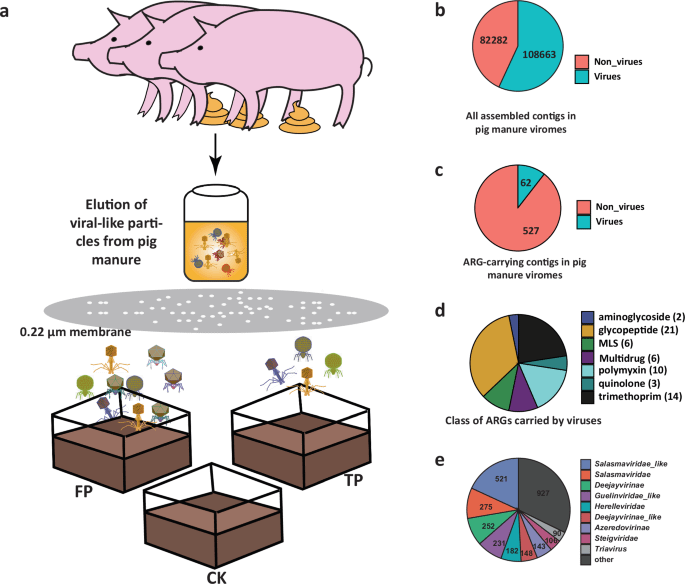 Eine neue Studie zeigt, dass nanositarische Mikroben aus Schweinedung die Bodenökosysteme stören und Antibiotikaresistenzgene fördern können, insbesondere über Acinetobacter und deren Phagen.