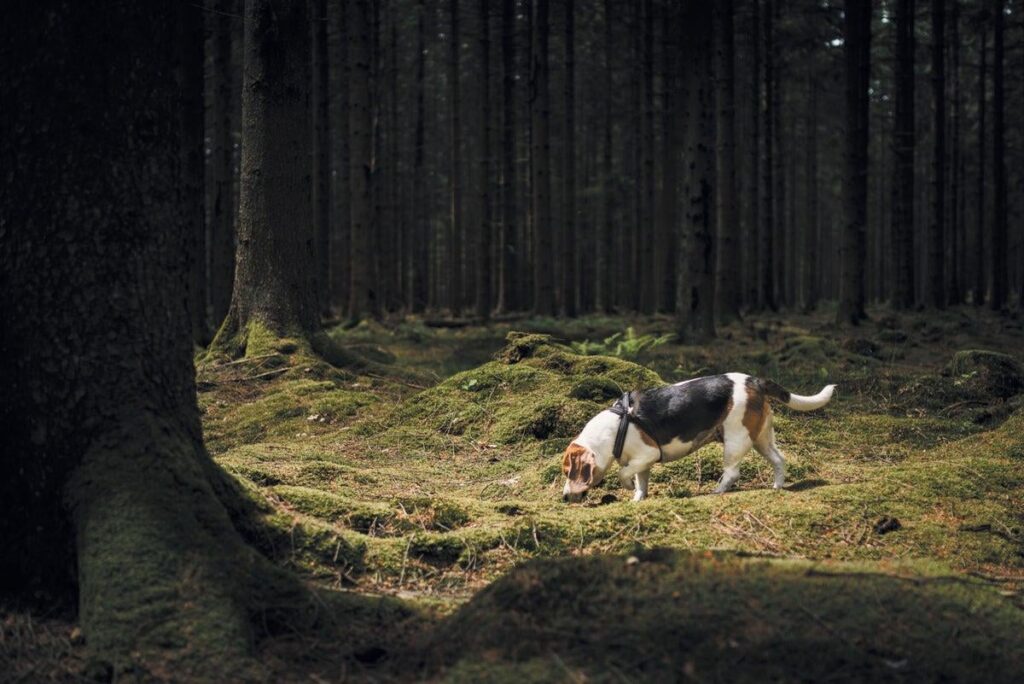 Pessimistische Hunde riechen besser Krebs-und andere Schlüssel zum Erfolg von Krankheiten-Sniffing | Neue Forschungsergebnisse zeigen, wie sich krankheitsmärschende Hunde auszeichnen können Pessimistische Hunde riechen besser Krebs-und andere Schlüssel zum Erfolg von Krankheiten-Sniffing | Neue Forschungsergebnisse zeigen, wie sich krankheitsmärschende Hunde auszeichnen können