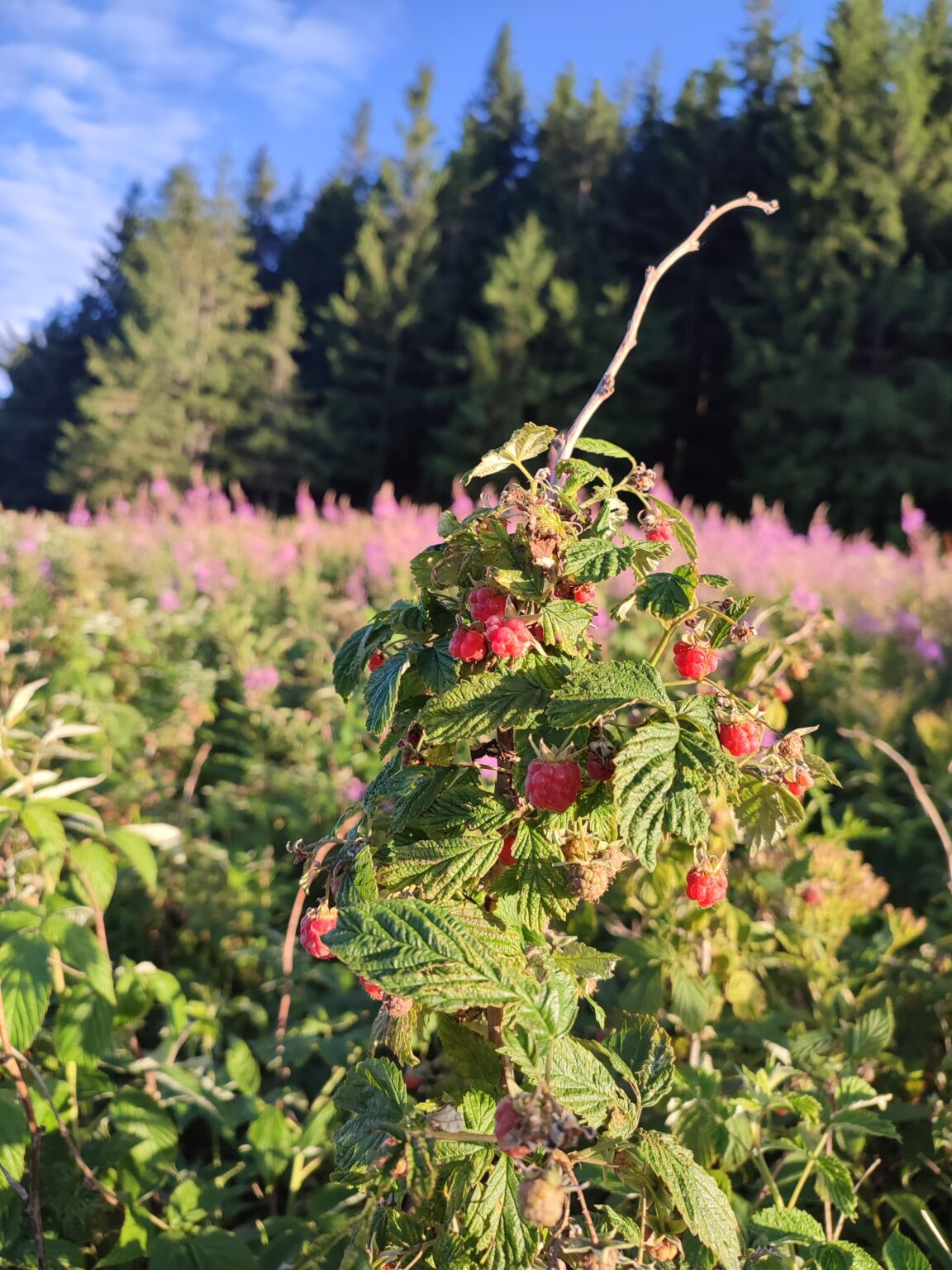 Late-Summer Mountain Himbeeren