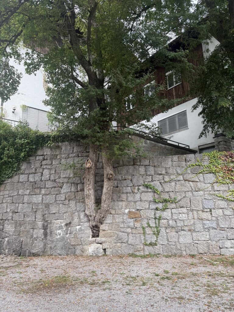 Erstaunliches Fugenwachstum