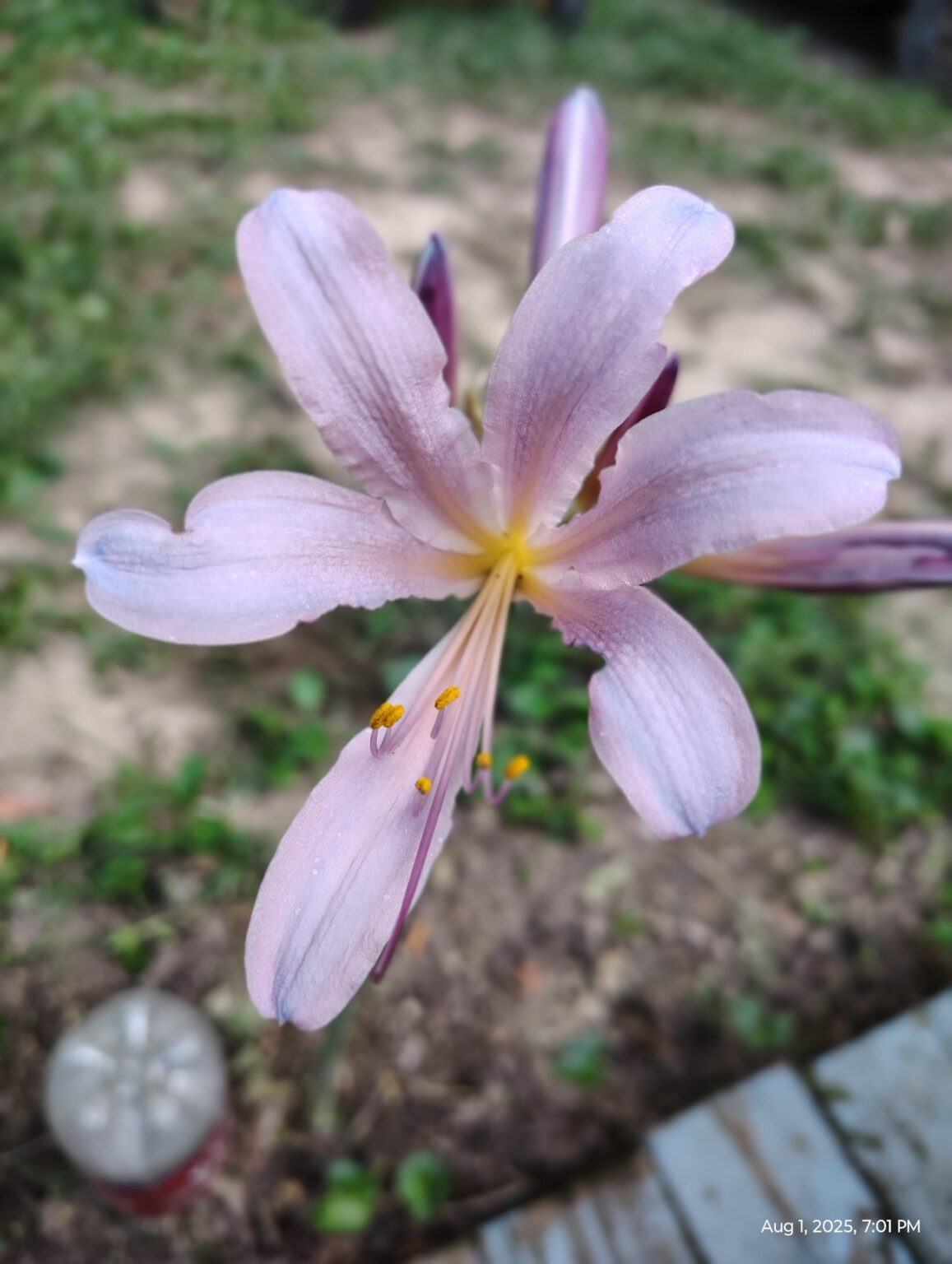 Meine rosa nackten Damen blühen