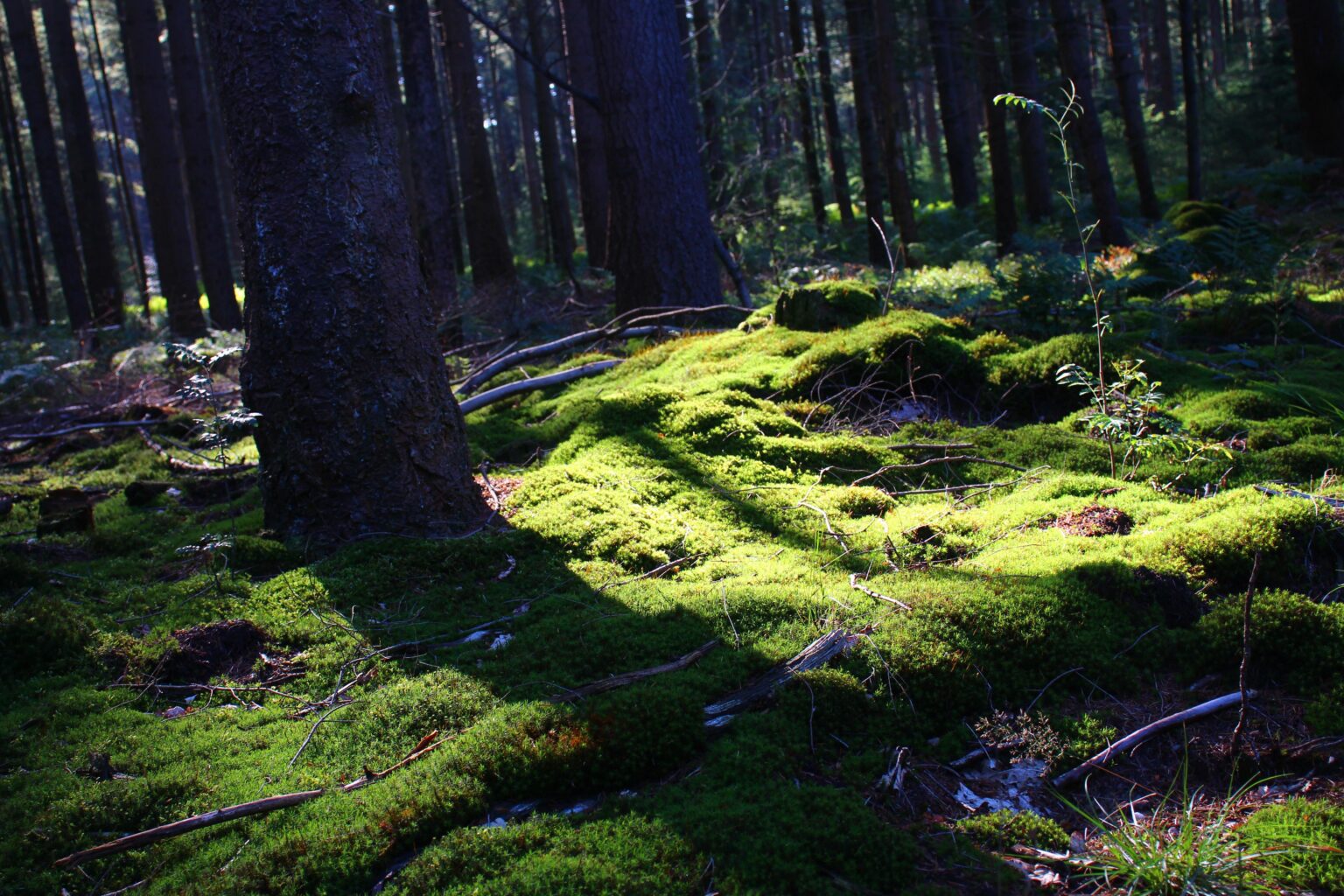 Waldboden