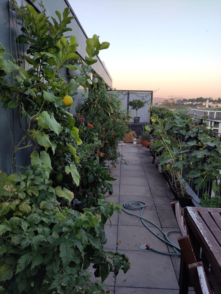 Balkon-Jungle 2025