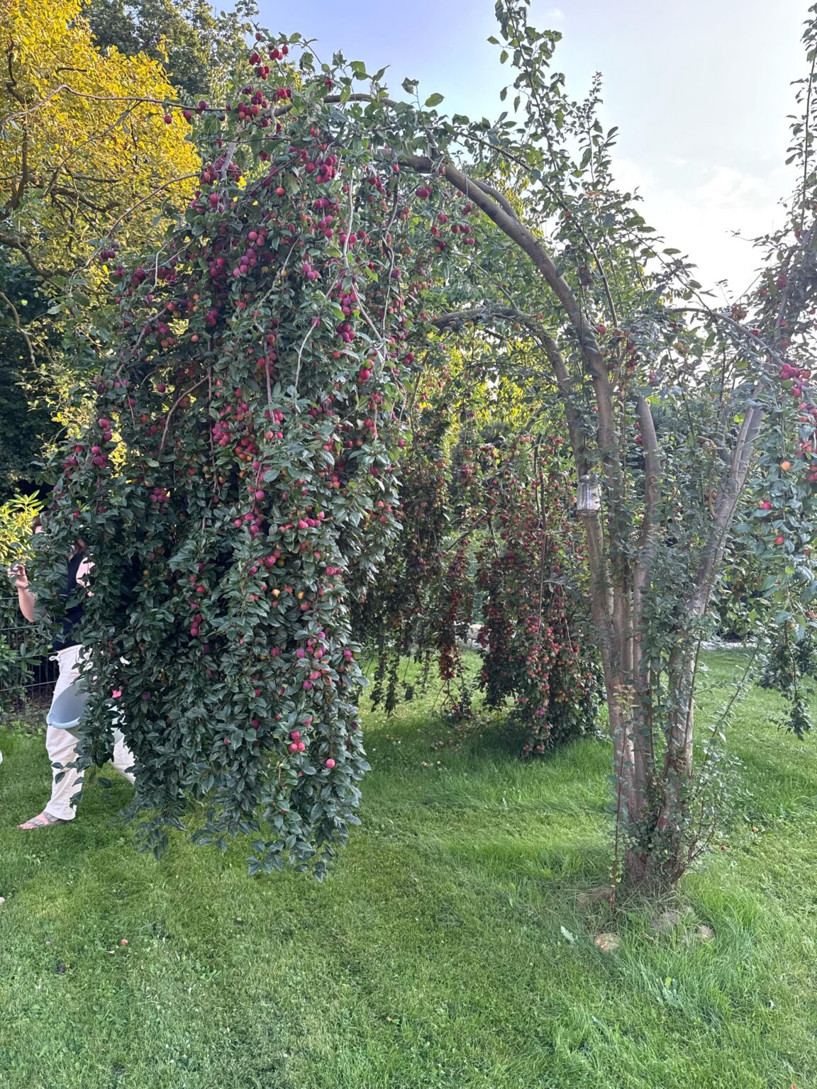 Kirschpflaume?