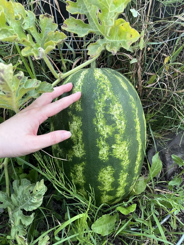 wann sind die melonen reif?