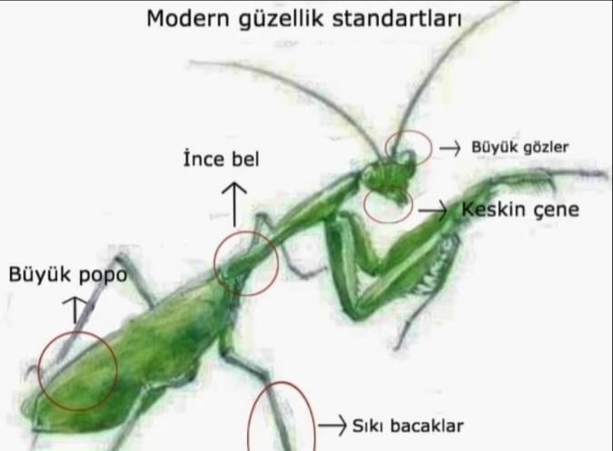 Was sind Ihre Ideen zur Wahrnehmung von Schönheit in Türkiye?