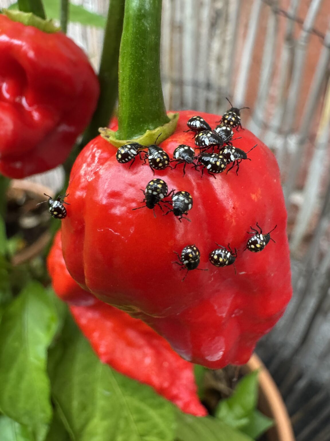Wer sitzt hier auf meinen Ghost Pepper?