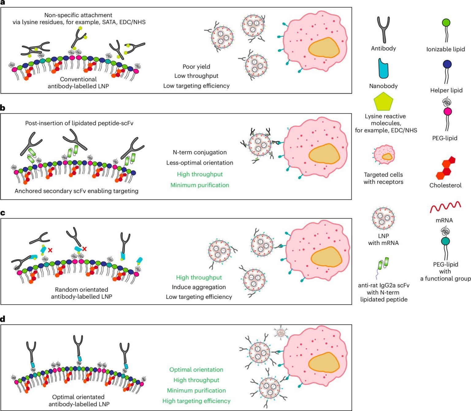 Wissenschaftler entwickeln die Methode zur Optimierung der Abgabe von mRNA an Zellen