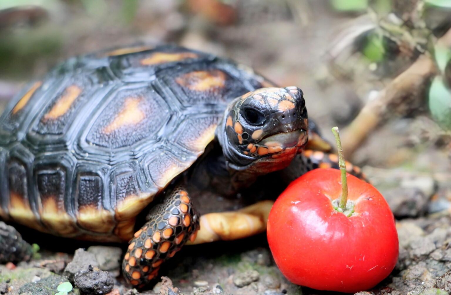 Schildkröten haben Gefühle - und sie stecken in schlechten Laune fest